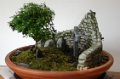 Miniature Garden 2